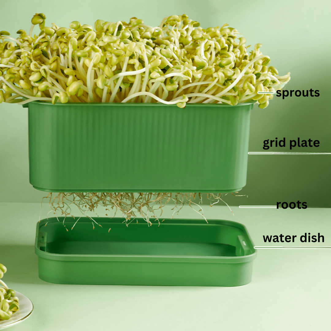 Fresh Roots Sprouting Container