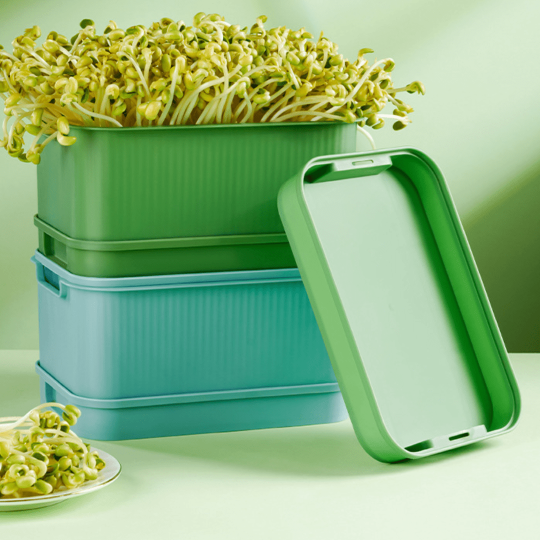 Fresh Roots Sprouting Container