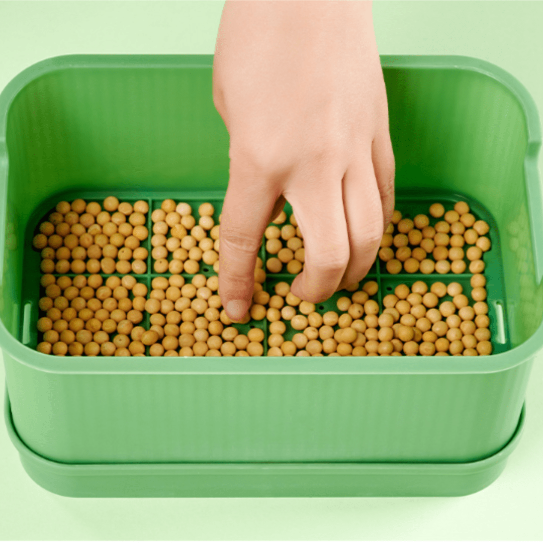 Fresh Roots Sprouting Container