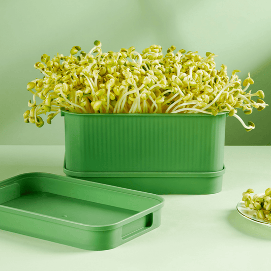 Fresh Roots Sprouting Container